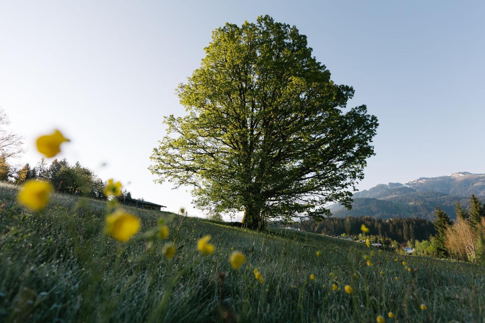 Dorfresort Kitzbuehel By Alps Resorts Reith bei Kitzbühel Екстериор снимка